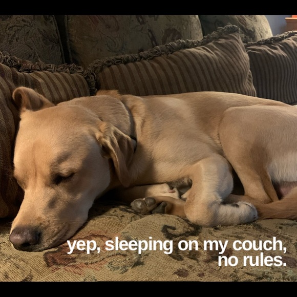 20. Puppy Love Bracelet (Story by Davinci) - Picture 7 of 8